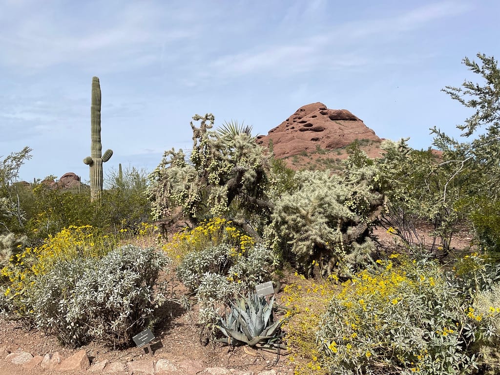 Desert Botanical Garden