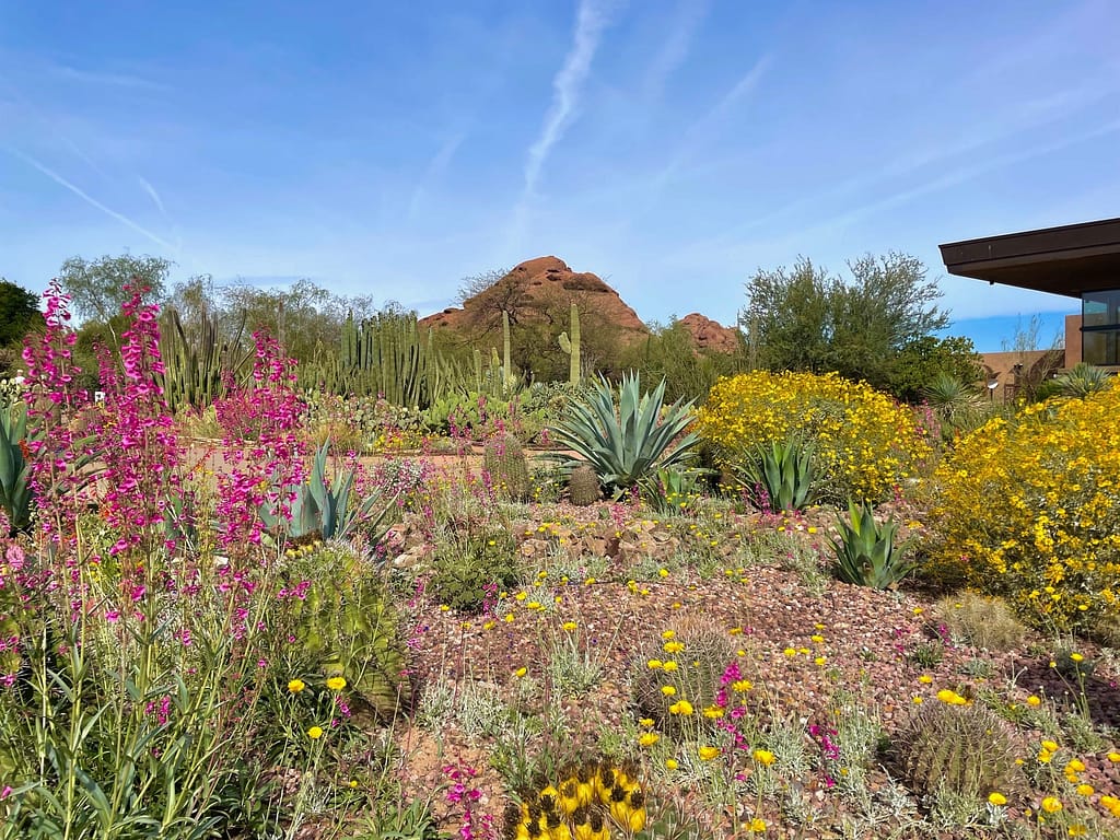 Desert Botanical Garden