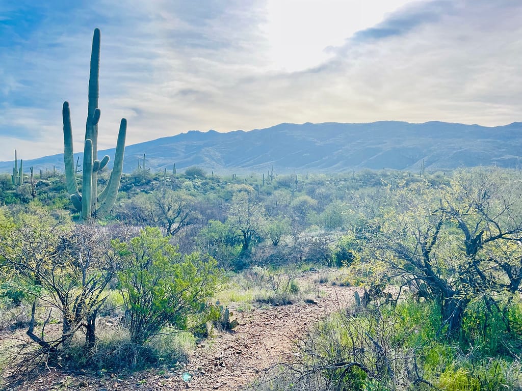 Saguaro National Park