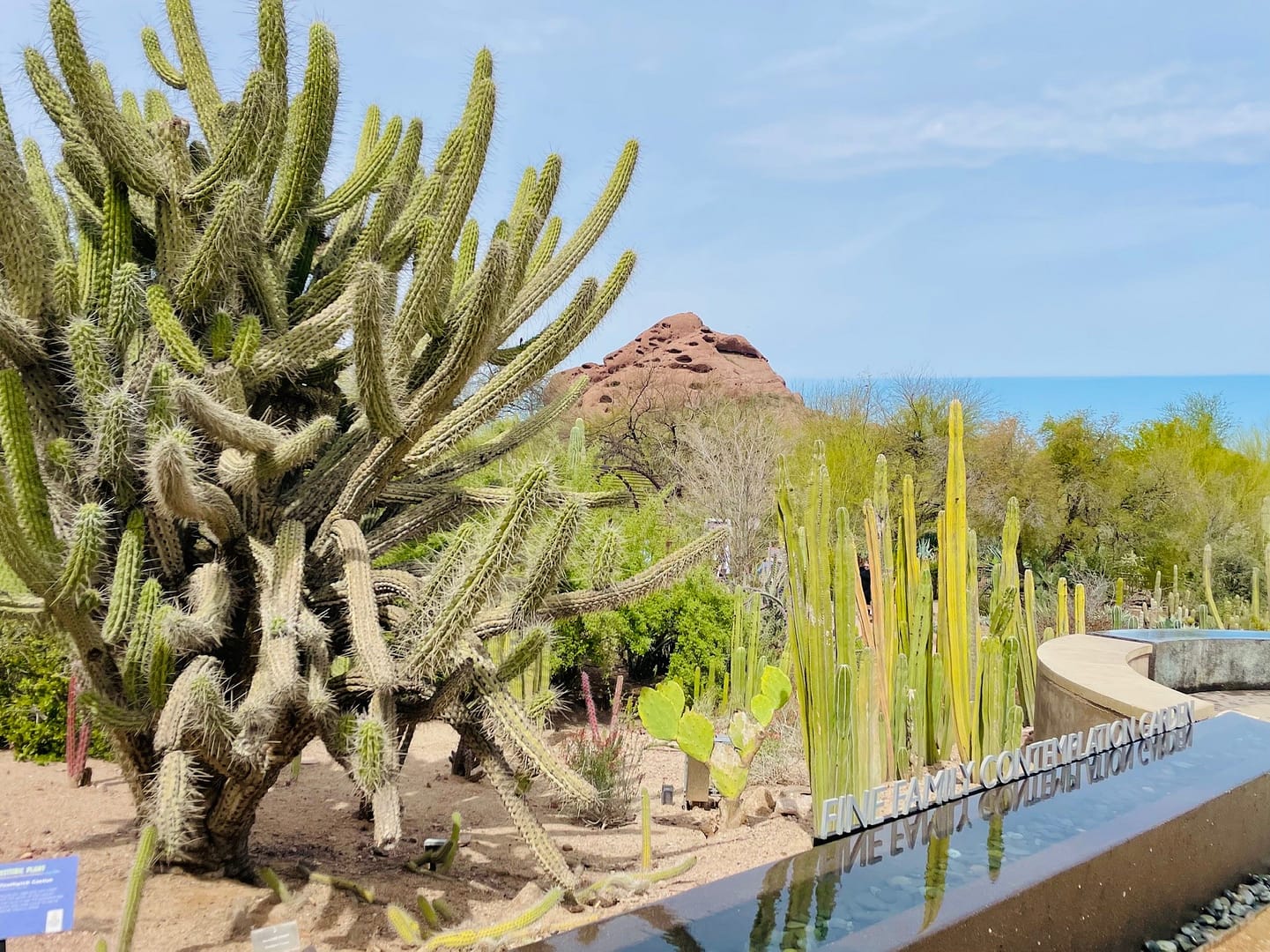 Desert Botanical Garden