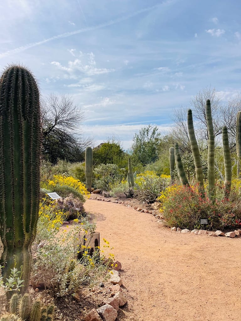 Desert Botanical Garden