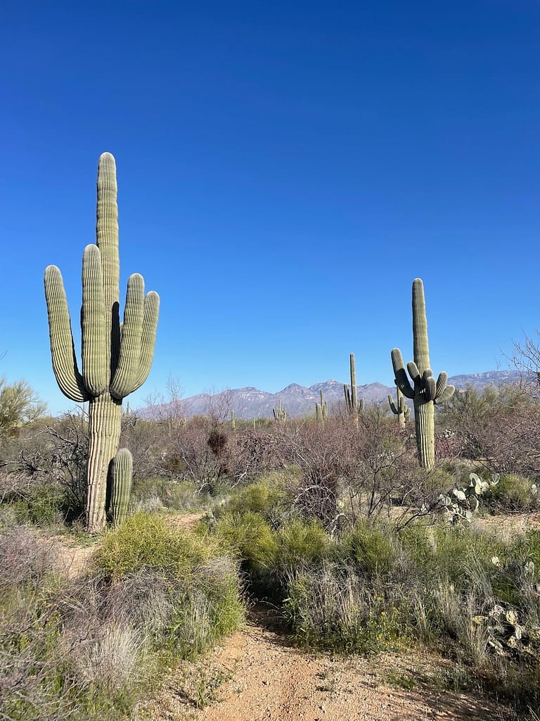 Saguaro National Park