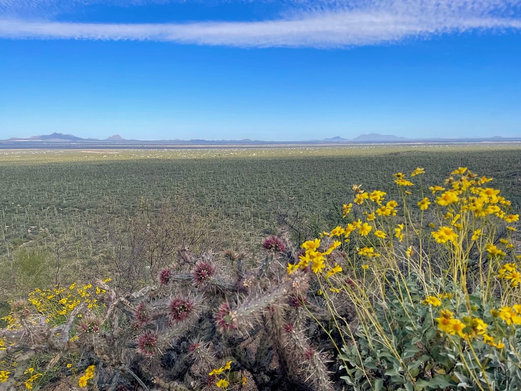 Saguaro National Park