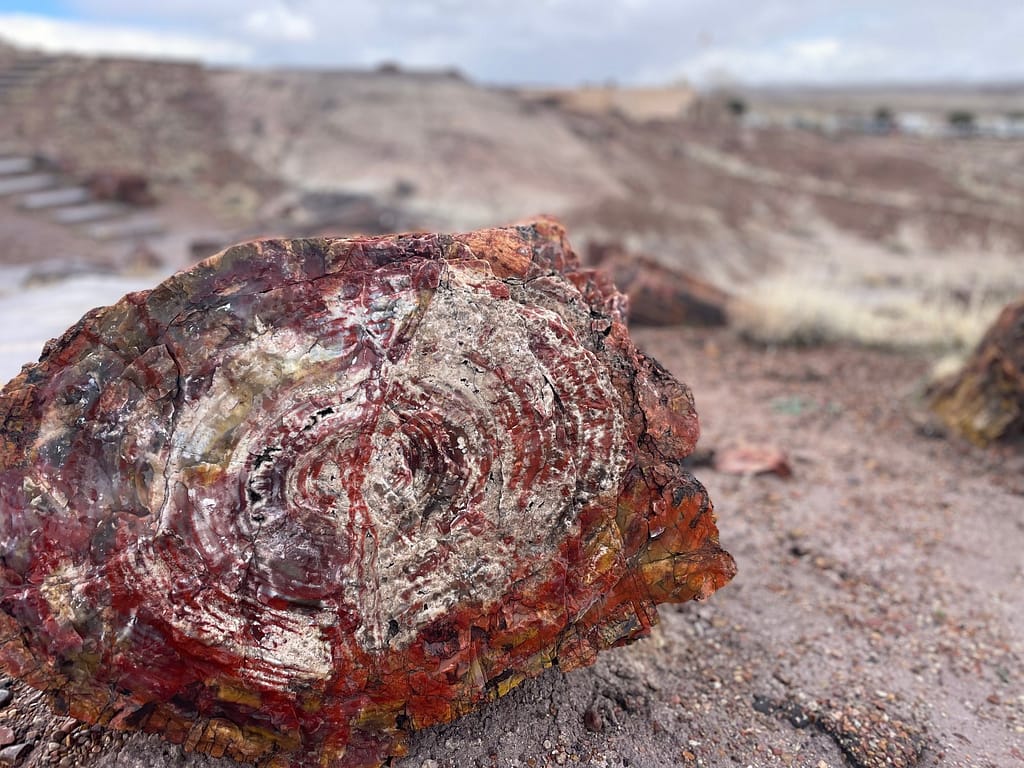 Petrified Forest National Park - Petrified Wood
