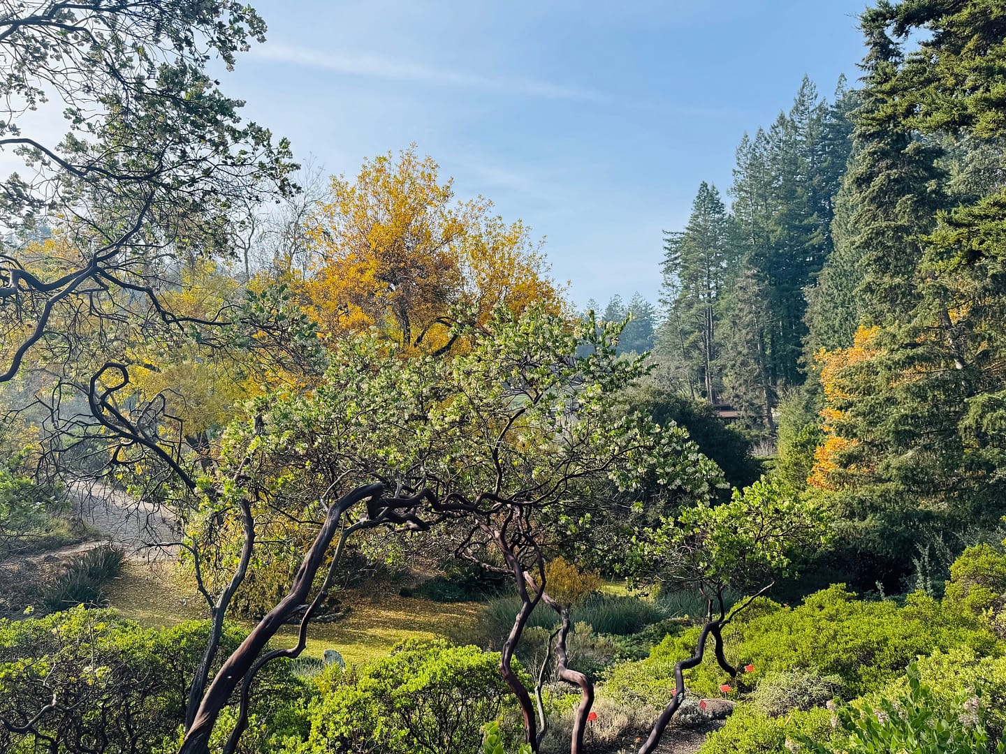 Tilden Regional Park Lush Scenery minutes from the City!