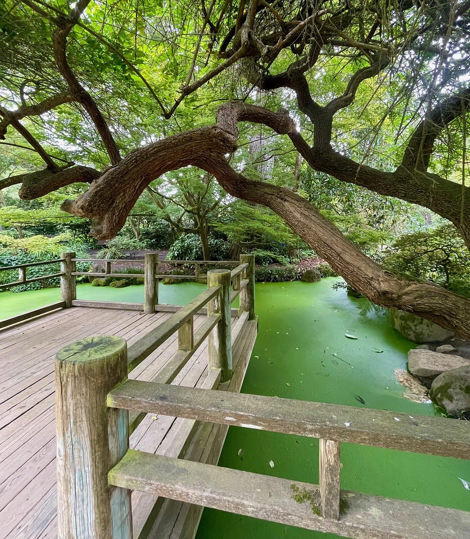 Moon Viewing Garden Deck