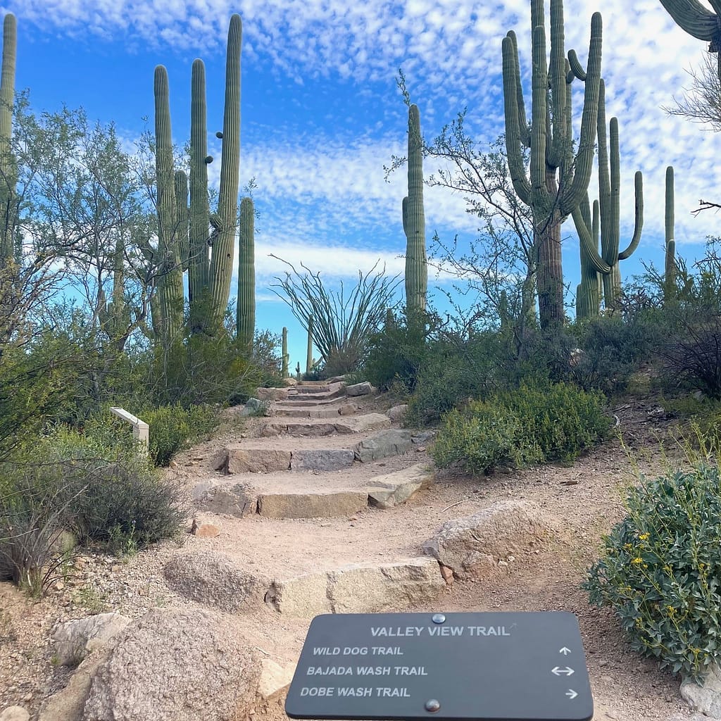 Saguaro National Park