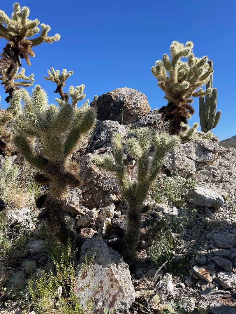Saguaro National Park