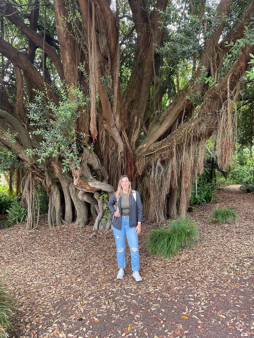 New Zealand Christmas Tree