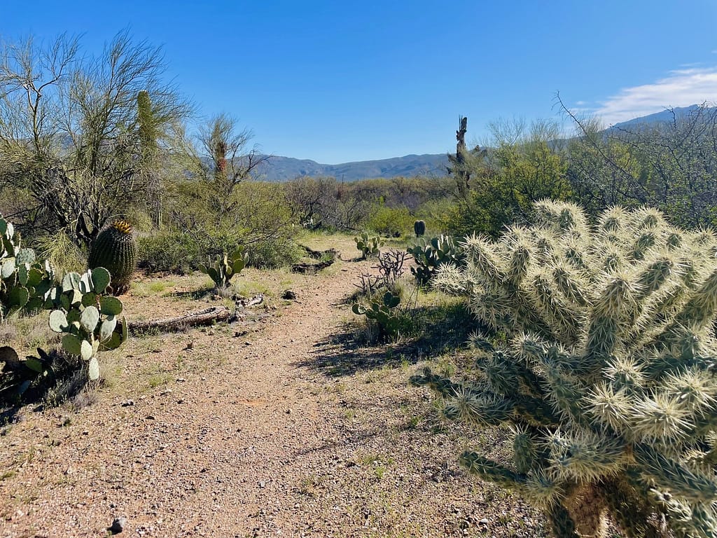 Saguaro National Park