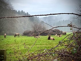 Wonderful Weekend in Eureka, Ca